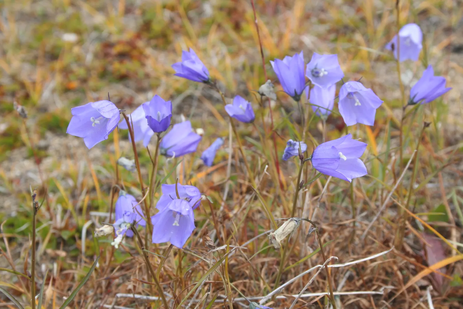 Harebell (Campanula Rotundifolia) — lavender-blue flowers that dangle gracefully atop slender stems reaching heights of about 6 to 18 inches; blue, image 103