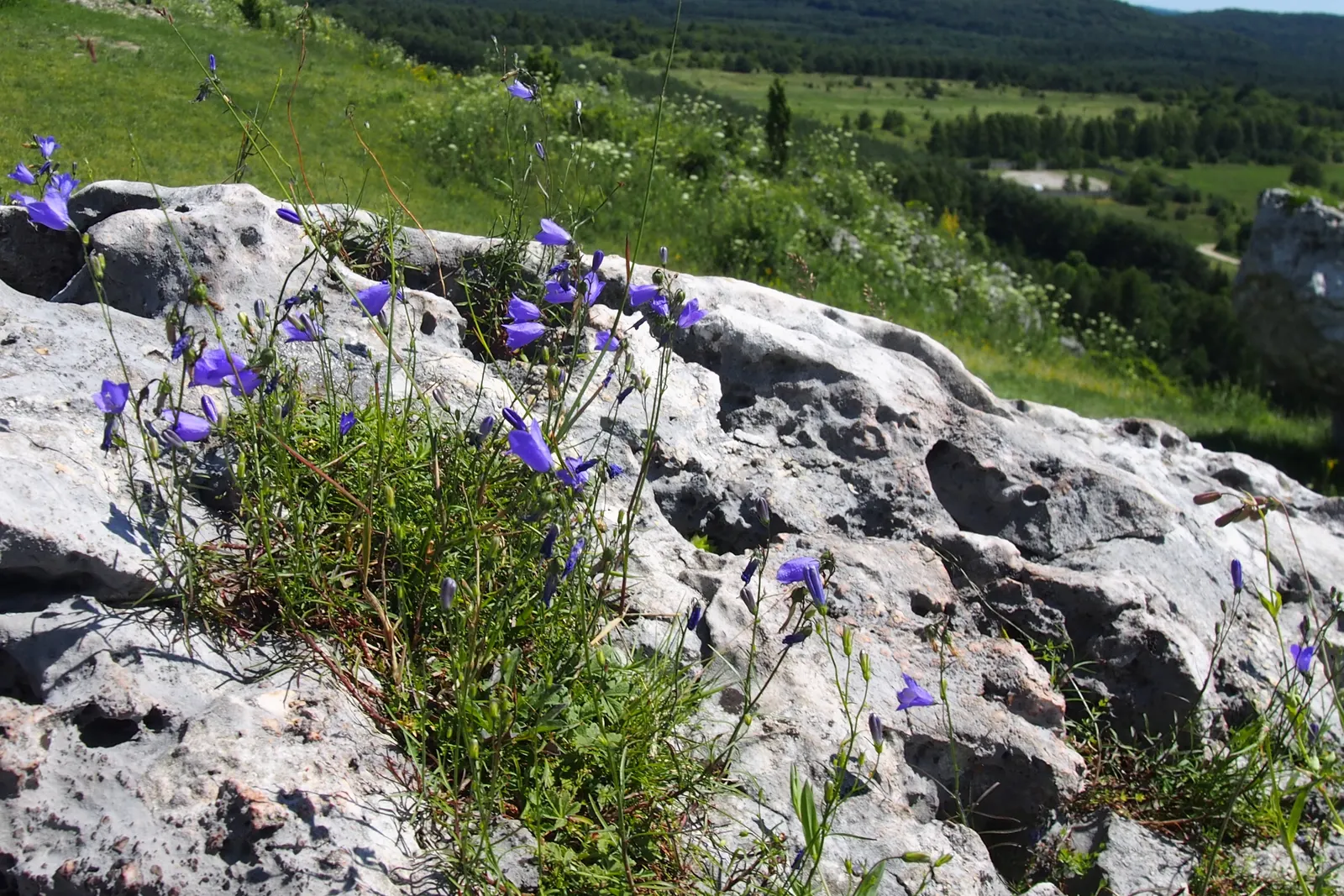 Harebell (Campanula Rotundifolia) — It thrives in USDA zones 3 through 9, preferring full sun to partial shade; with its simple beauty and resilient nature