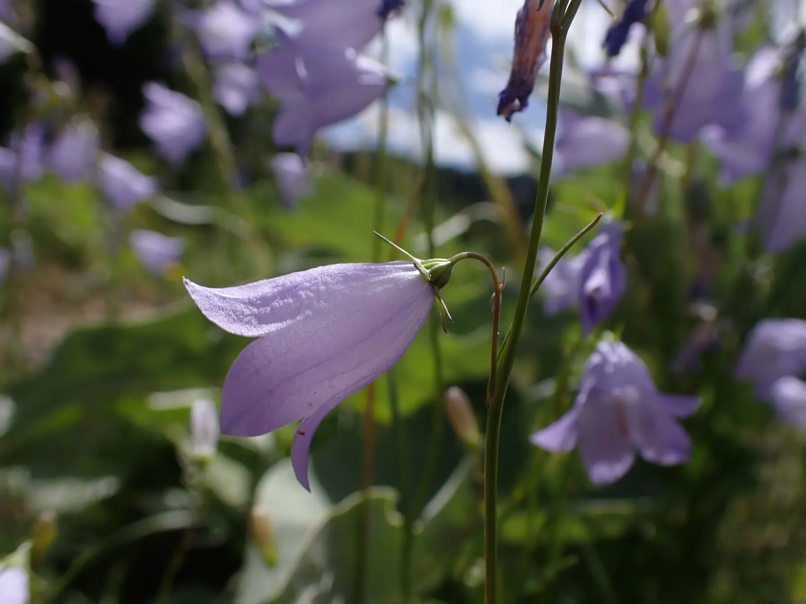 Harebell (Campanula Rotundifolia) — linear leaves that climb up the stem; it boasts delicate bell-shaped