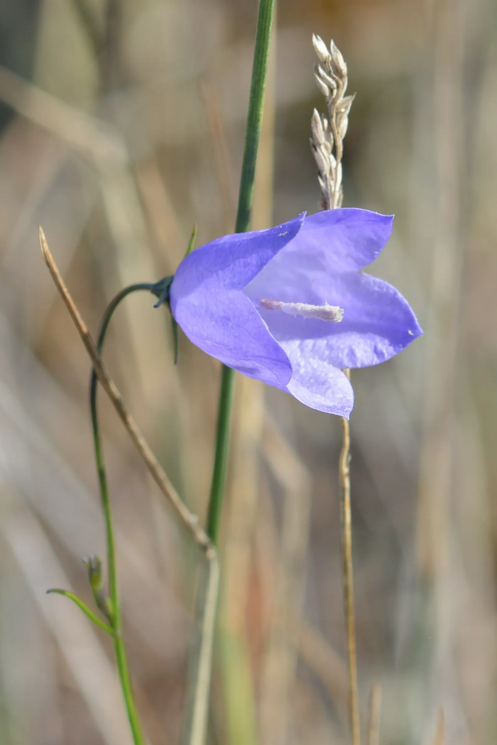 Harebell (Campanula Rotundifolia) — it requires well-drained soil; preferring well-drained soils, image 108