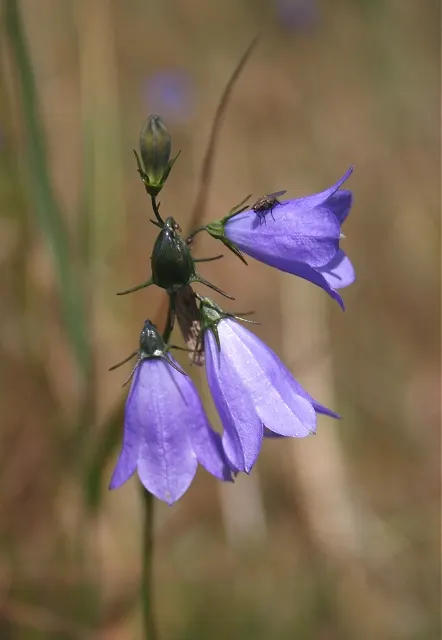 Harebell (Campanula Rotundifolia) — perennial for half; the Harebell is an enchanting addition that will captivate onlookers from season to season