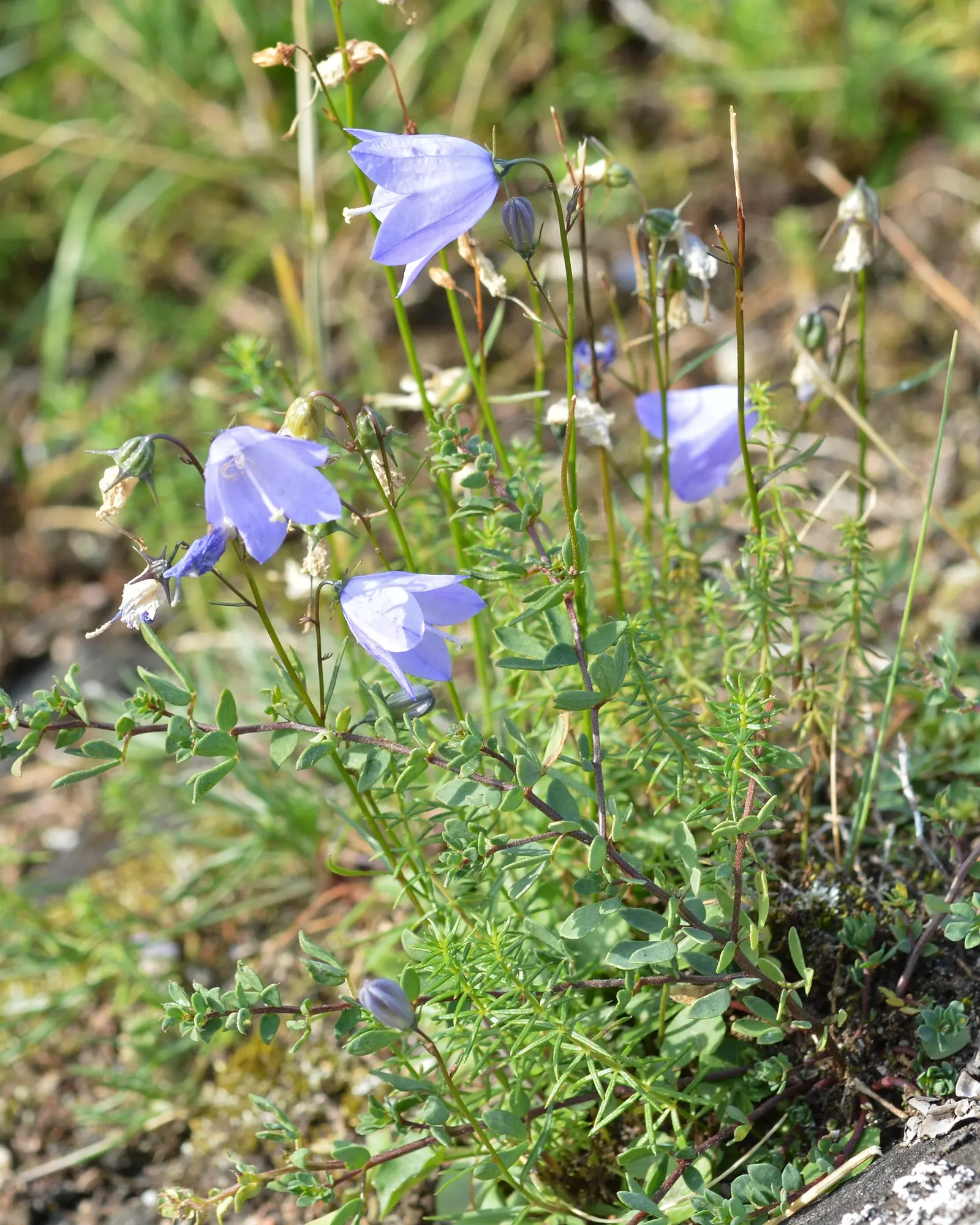 Harebell (Campanula Rotundifolia) — it attracts pollinators and adds a wildflower charm to borders or rock gardens