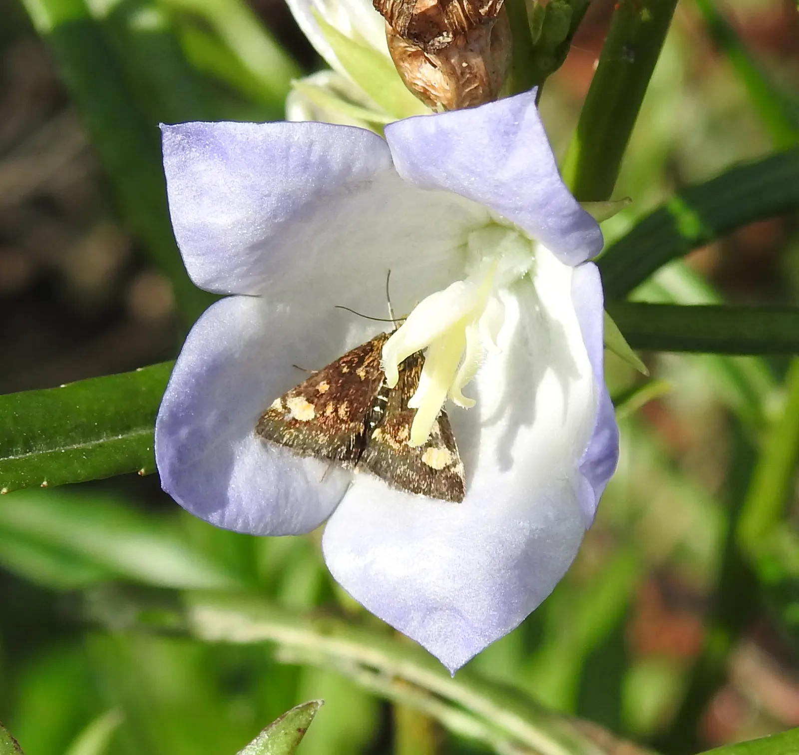 Harebell (Campanula Rotundifolia) — offering a pleasing contrast in form.<br><br>This hardy plant is an excellent choice for naturalistic designs; and while it