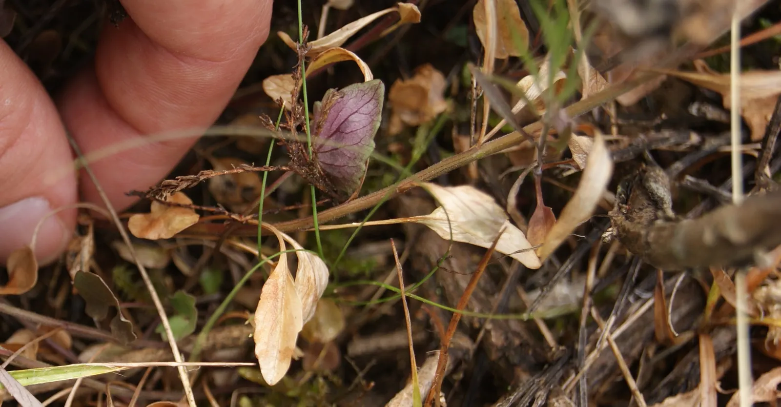 Harebell (Campanula Rotundifolia) — Space individual plants approximately 12 to 15 inches apart to allow for mature spread