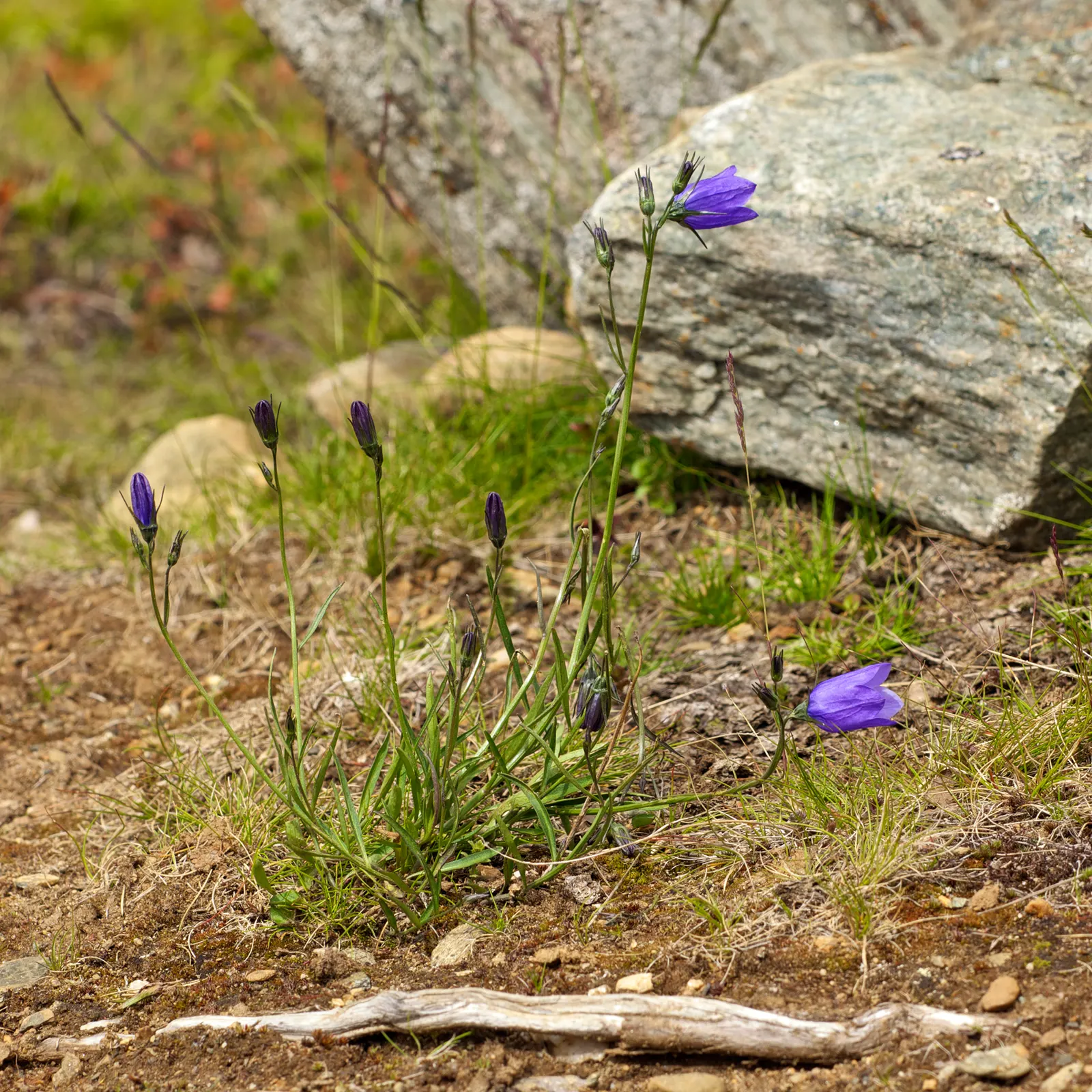 Harebell (Campanula Rotundifolia) — ensuring they create a delightful sea of blue in the landscape