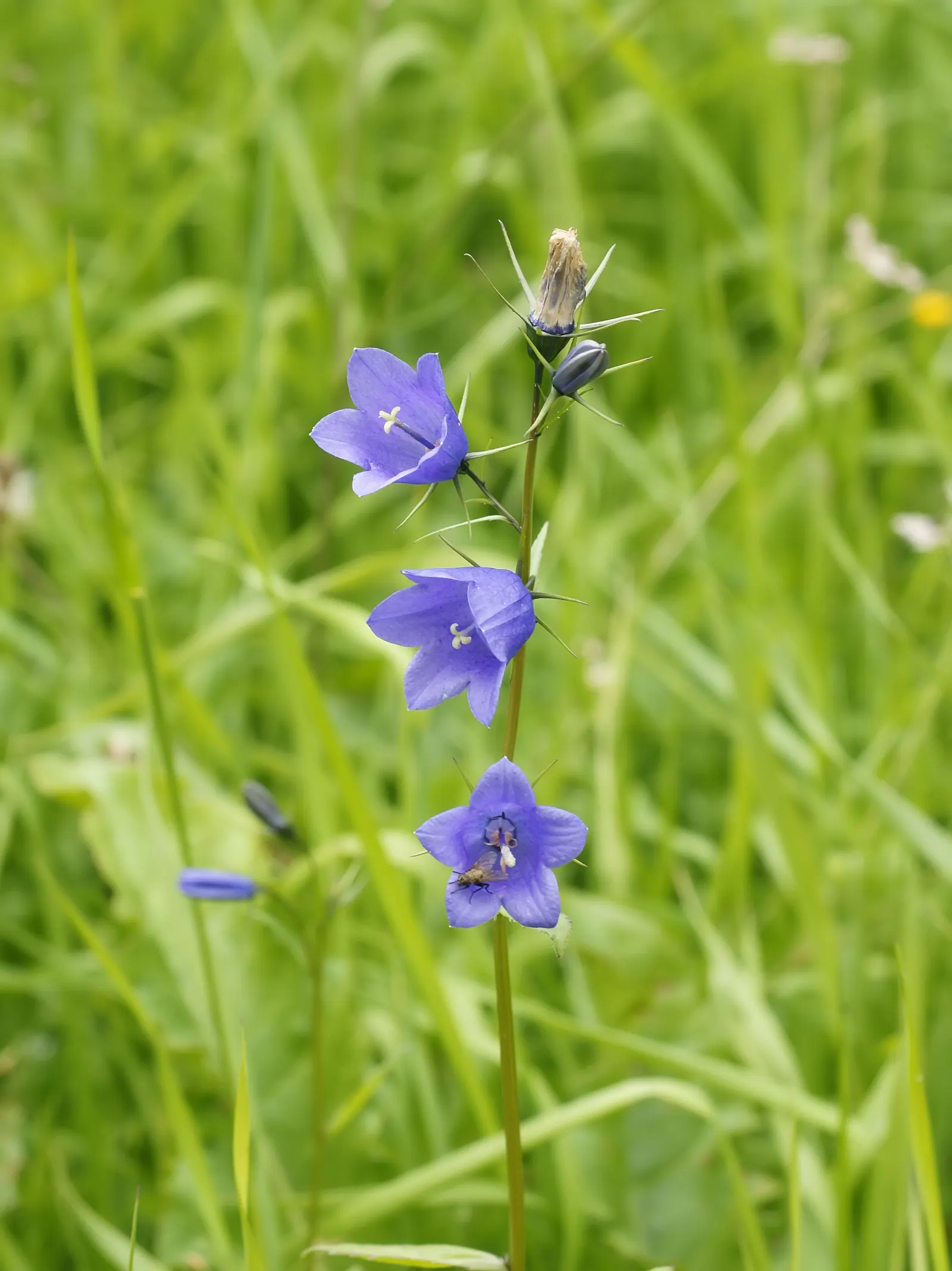 Harebell (Campanula Rotundifolia) — violet-blue flowers atop slender stems reaching 6 to 20 inches tall; often referred to as the 'bluebell of Scotland'