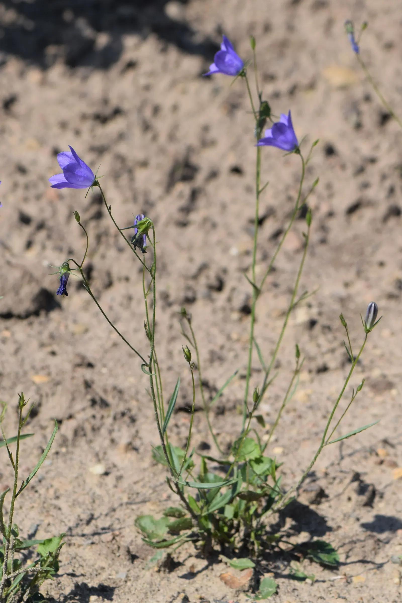 Harebell (Campanula Rotundifolia) — and while it tolerates a range of soil types; is a charming perennial that brings a whimsical touch to any, image 109