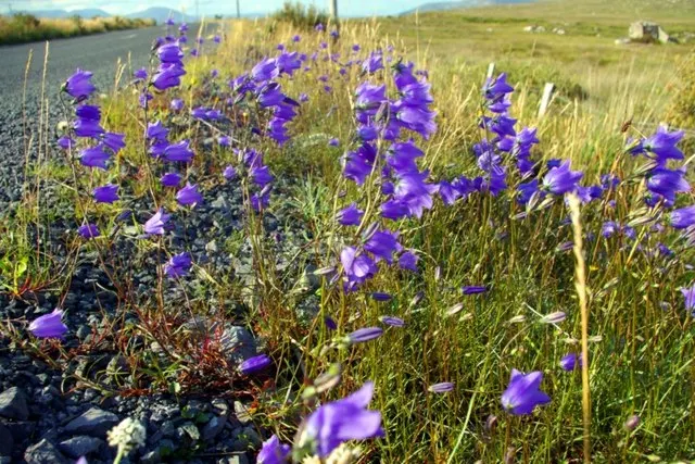 Harebell (Campanula Rotundifolia) — violet-blue flowers atop slender stems reaching 6 to 20 inches tall