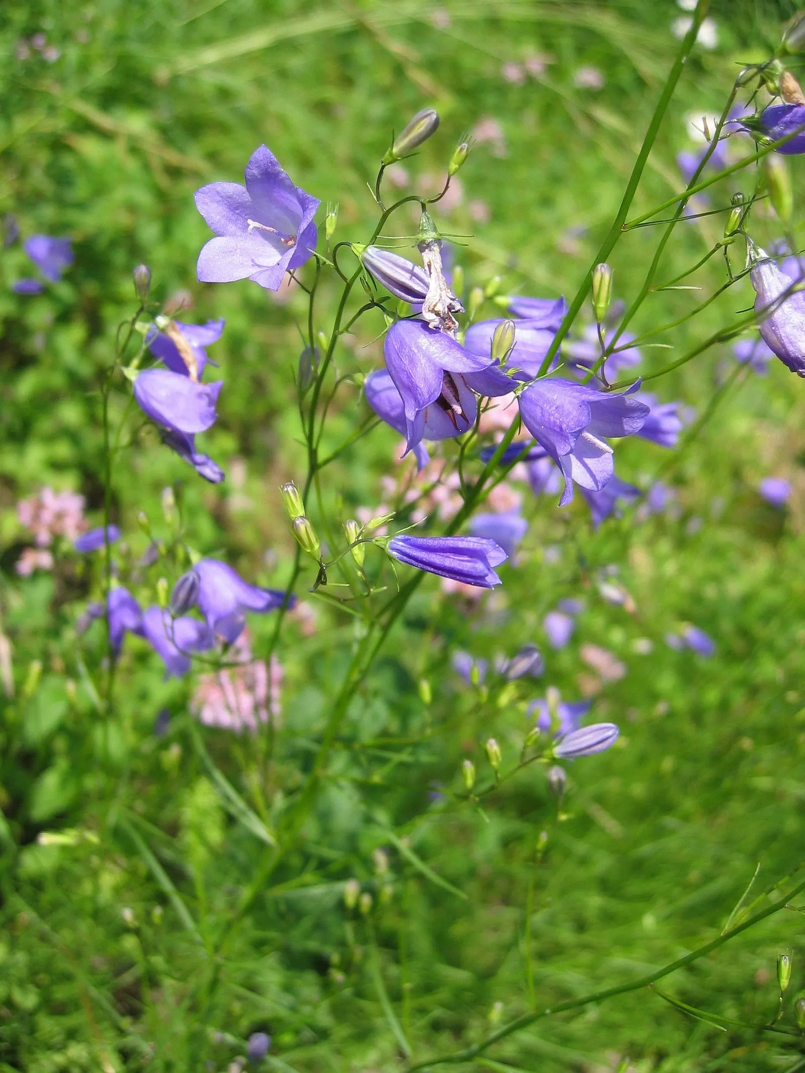 Harebell (Campanula Rotundifolia) — Space 12 to 15 inches apart for a whimsical, low-maintenance display; offering a pleasing contrast in form.<br><br>This