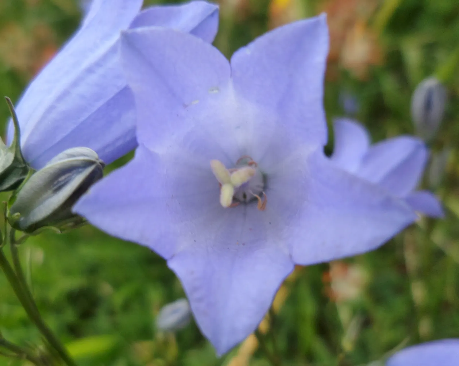 Harebell (Campanula Rotundifolia) — or intersperse it among rocks and alongside paths to soften hardscape elements; botanical Name: Campanula