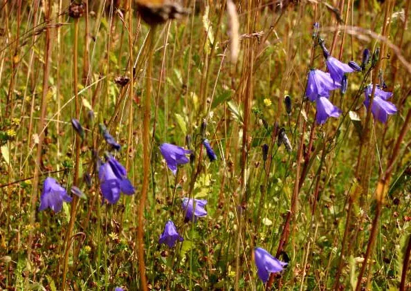 Harebell (Campanula Rotundifolia) — it requires well-drained soil; preferring well-drained soils