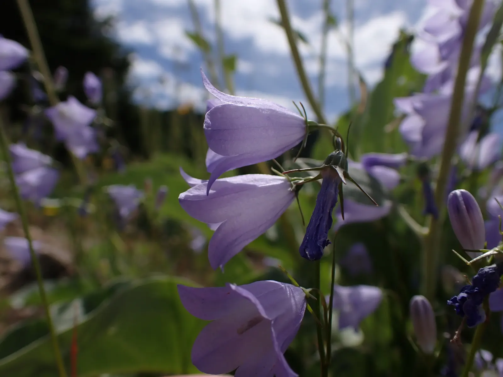 Harebell (Campanula Rotundifolia) — it boasts delicate bell-shaped; attracting a host of pollinators, image 102
