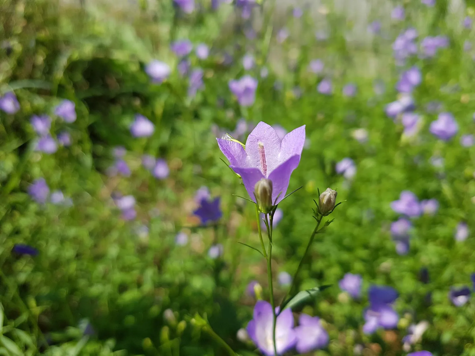 Harebell (Campanula Rotundifolia) — Harebell (Campanula rotundifolia) presents delicate bell-shaped; this hardy perennial flourishes in USDA zones, image 91