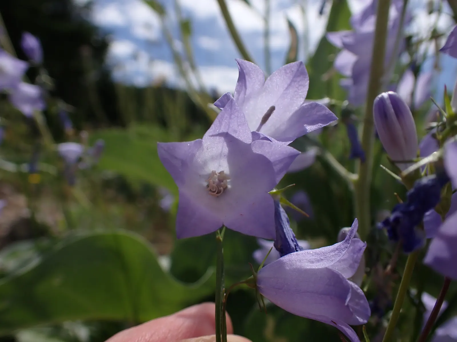 Harebell (Campanula Rotundifolia) — blue flowers in the garden