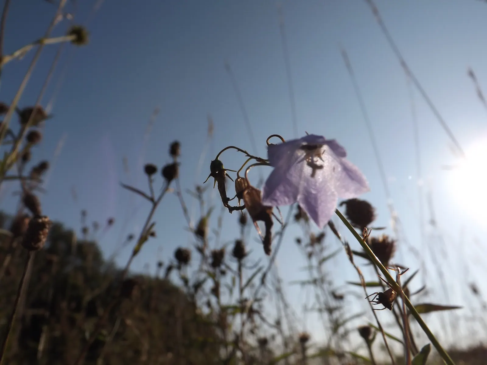 Harebell (Campanula Rotundifolia) — The basal leaves of the Harebell are rounded; flowering from June to September, image 74
