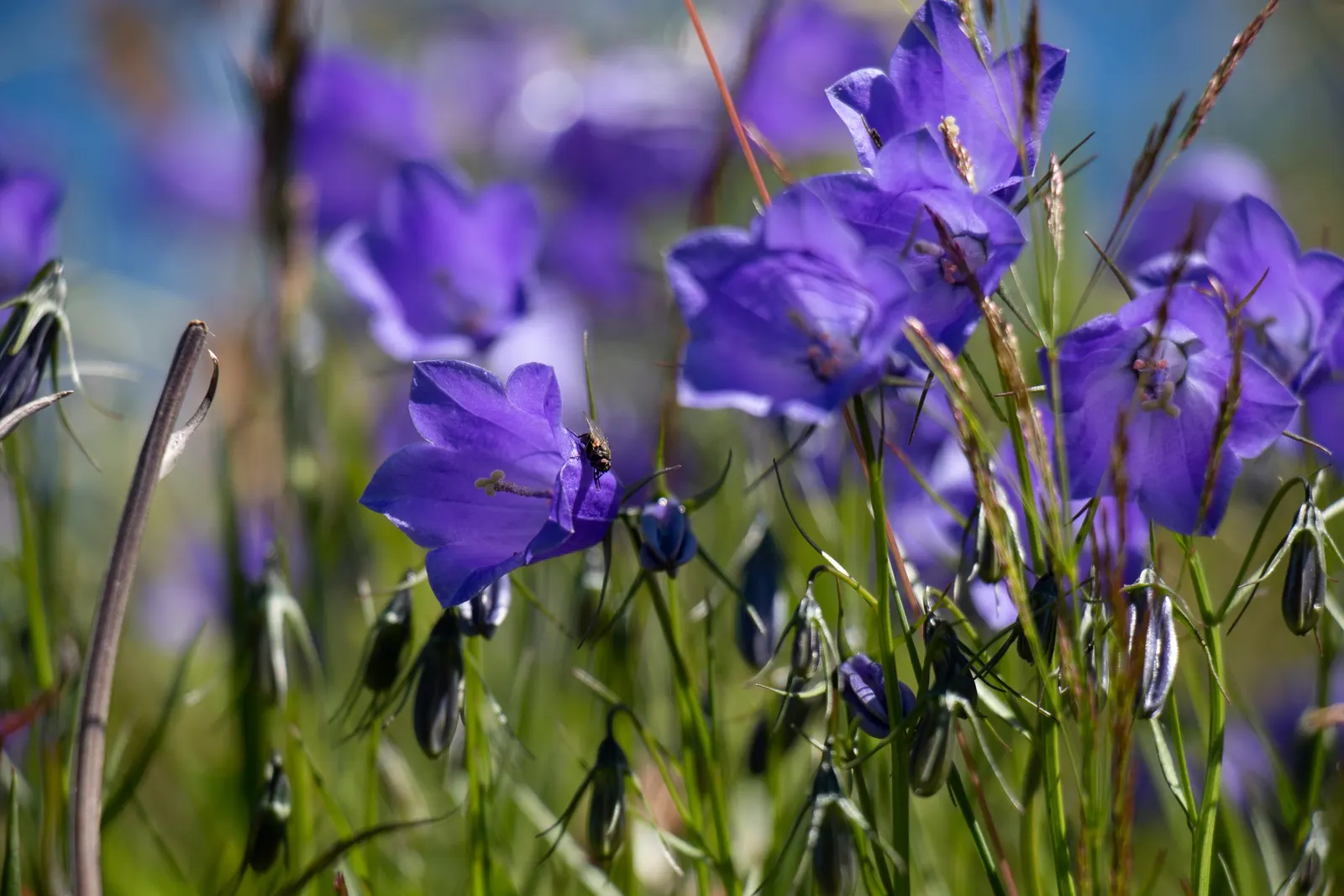 Harebell (Campanula Rotundifolia) — Space 12 to 15 inches apart for a whimsical, low-maintenance display; offering a pleasing contrast in, image 67