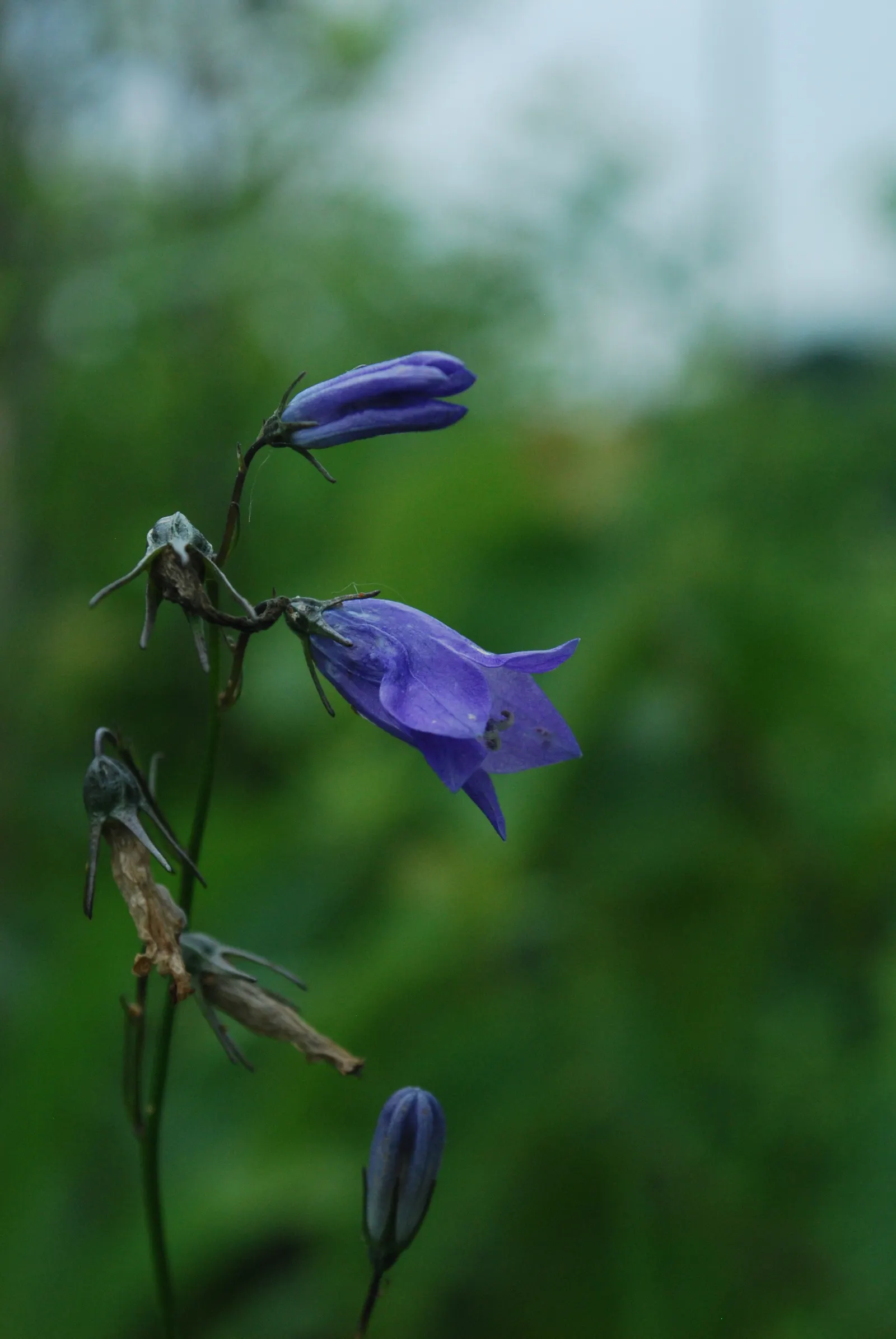 Harebell (Campanula Rotundifolia) — offering a pleasing contrast in form.<br><br>This hardy plant is an excellent choice for naturalistic designs, image 76