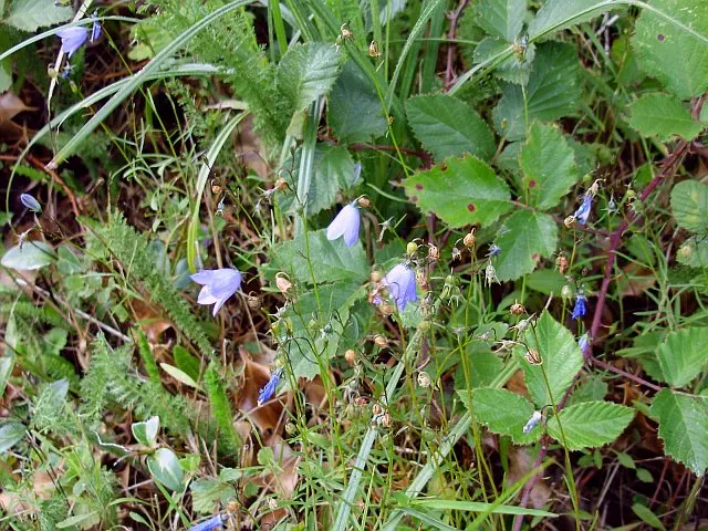 Harebell (Campanula Rotundifolia) — The Harebell is also drought-resistant once established; it thrives in USDA zones 3 through 9, preferring full sun to
