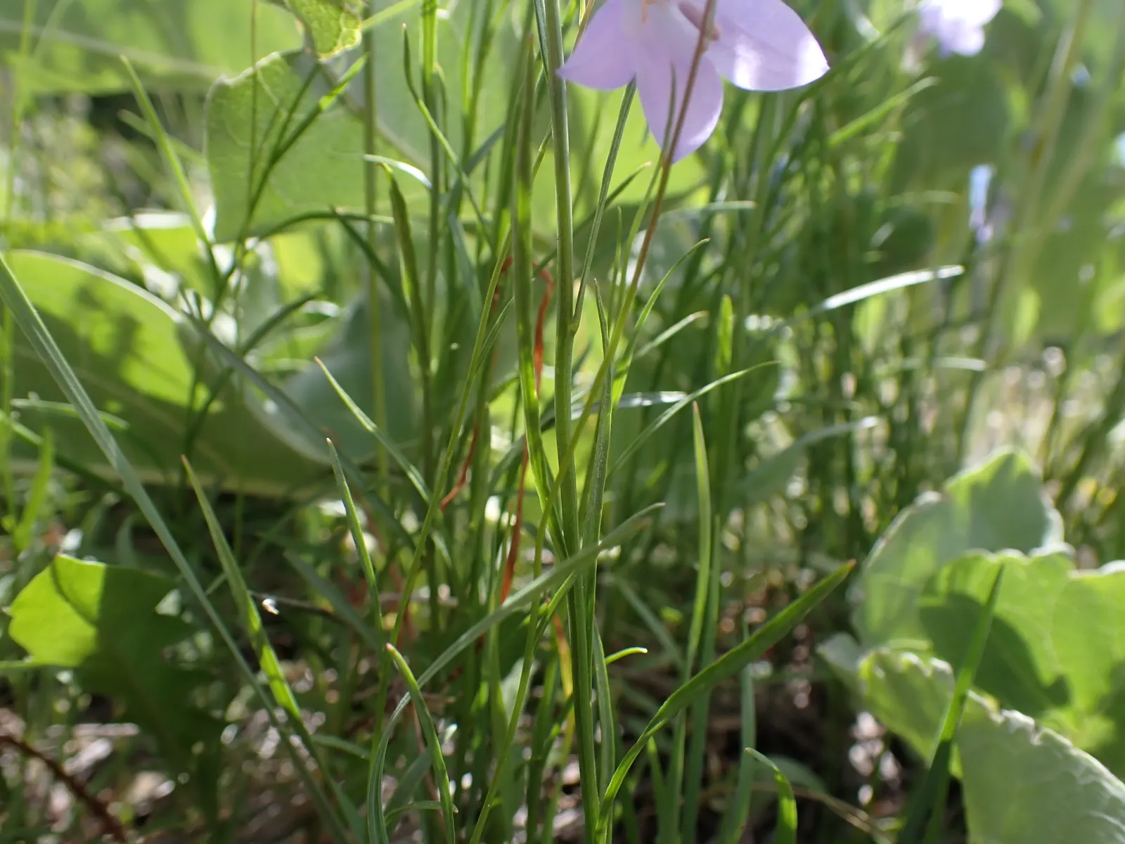 Harebell (Campanula Rotundifolia) — The Harebell is also drought-resistant once established