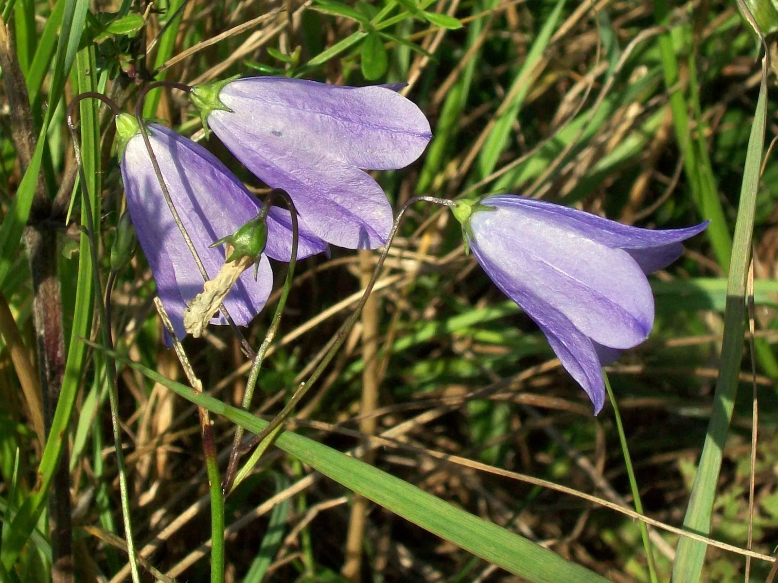Harebell (Campanula Rotundifolia) — it requires well-drained soil; preferring well-drained soils, image 78