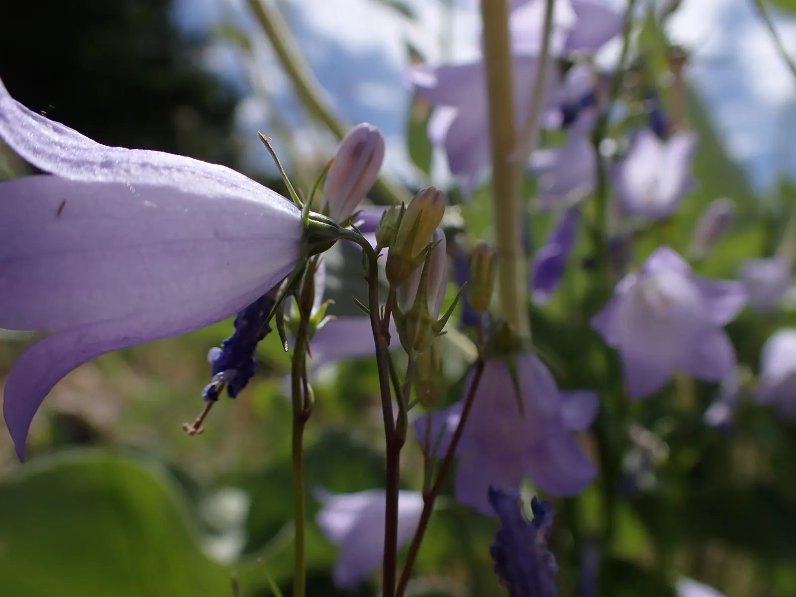 Harebell (Campanula Rotundifolia) — scientifically named Campanula rotundifolia; perennial for half