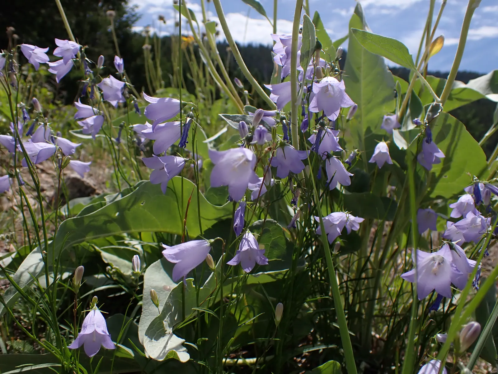 Harebell (Campanula Rotundifolia) — offering a pleasing contrast in form.<br><br>This hardy plant is an excellent choice for naturalistic designs