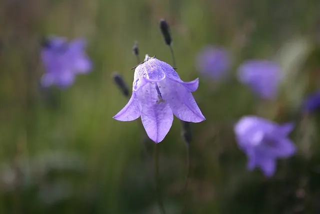 Harebell (Campanula Rotundifolia) — this hardy perennial flourishes in USDA zones 3-8 and enjoys full sun to partial shade; ensuring they create a delightful
