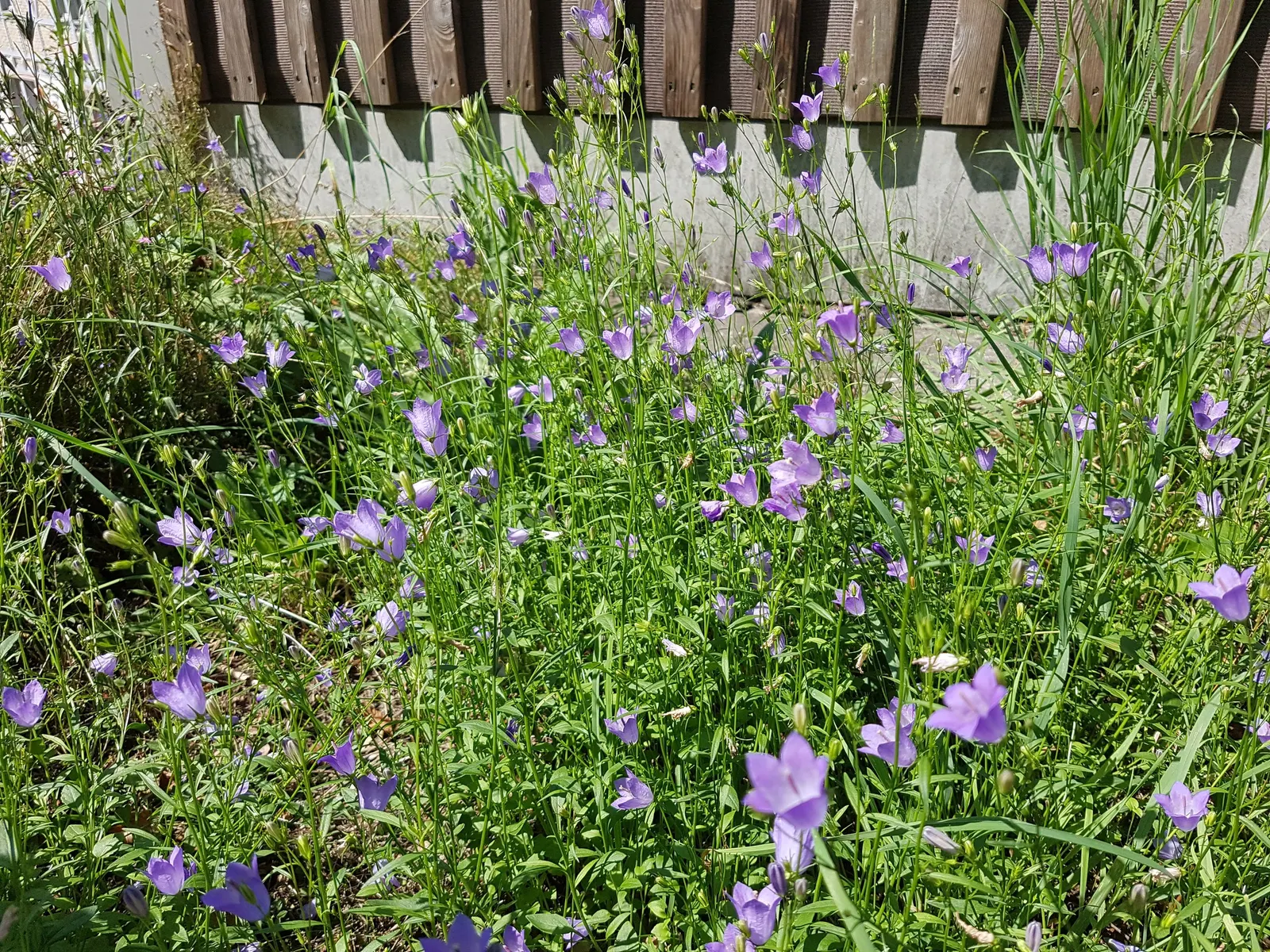 Harebell (Campanula Rotundifolia) — Preferring well-drained soils; it requires well-drained soil, image 63