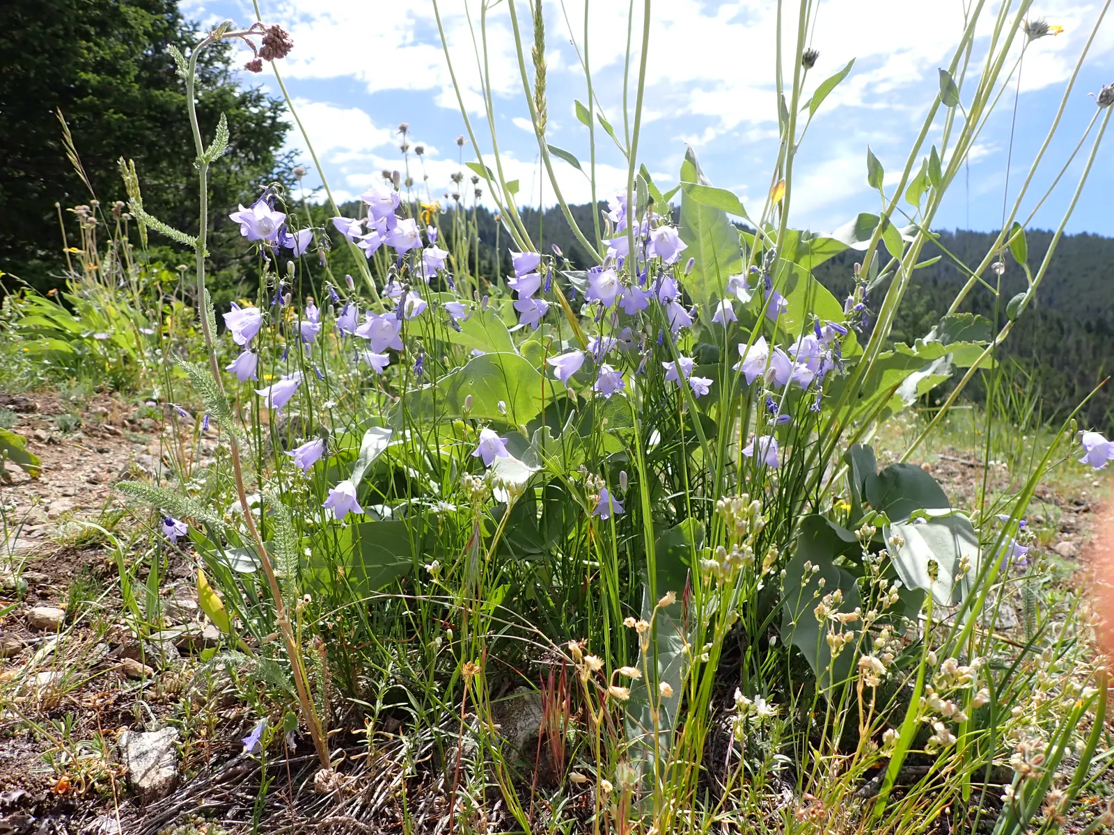 Harebell (Campanula Rotundifolia) — perennial for half