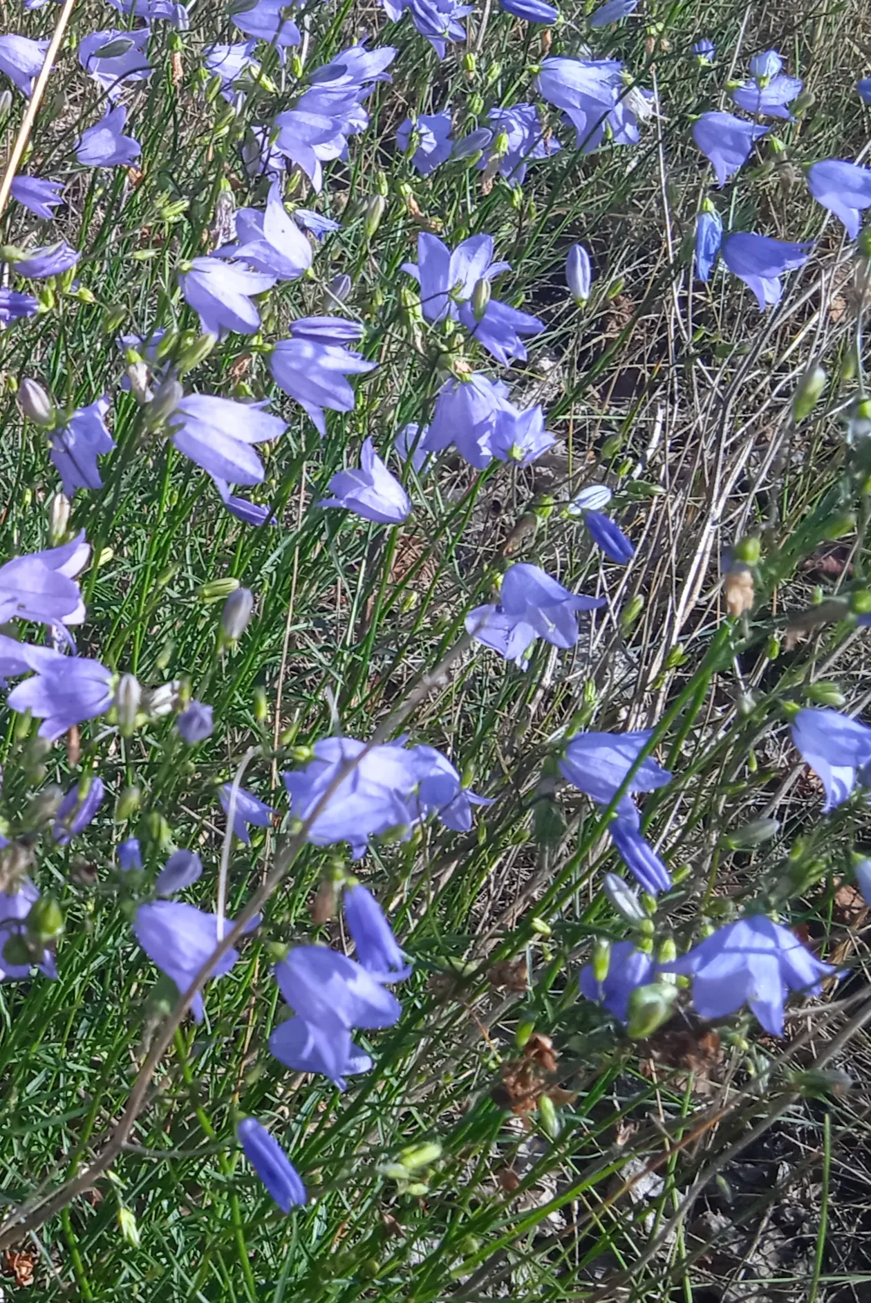 Harebell (Campanula Rotundifolia) — Preferring well-drained soils; it requires well-drained soil, image 93