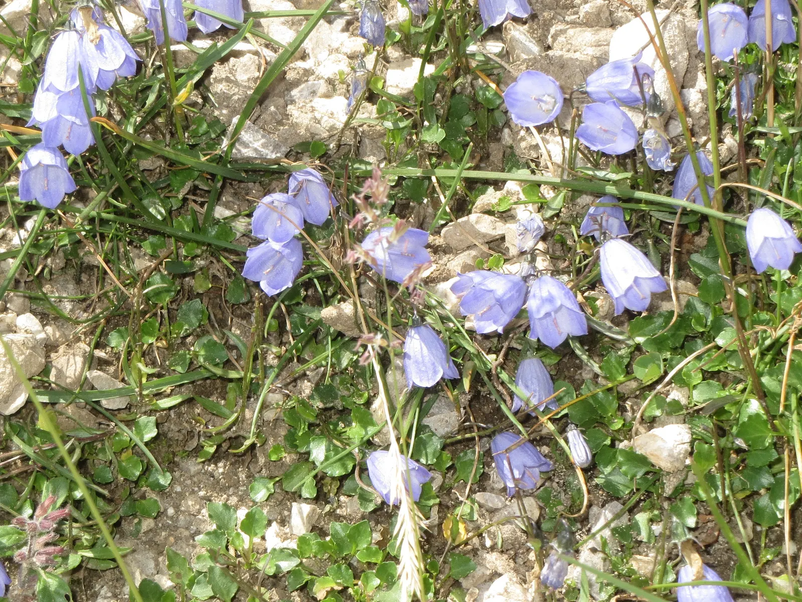 Harebell (Campanula Rotundifolia) — Often referred to as the 'bluebell of Scotland'; the basal leaves of the Harebell are rounded, image 71
