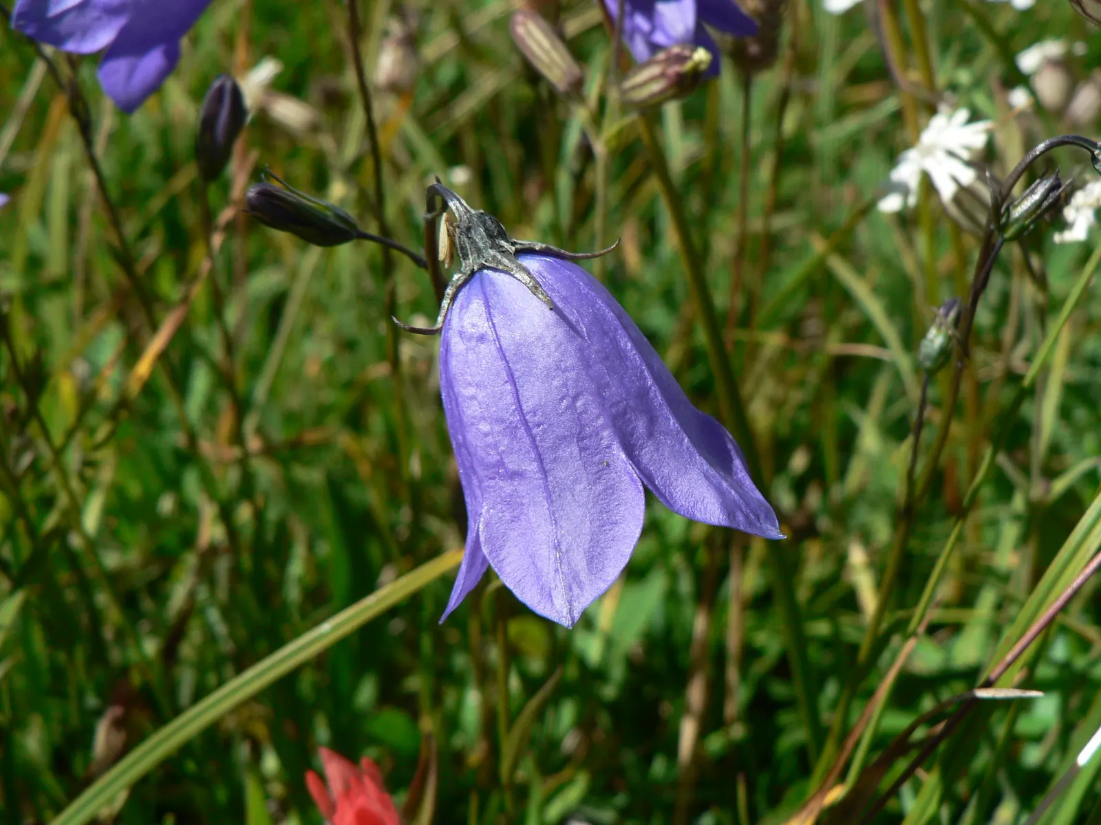 Harebell (Campanula Rotundifolia) — Flowering from June to September; violet-blue flowers atop slender stems reaching 6 to 20 inches tall, image 95