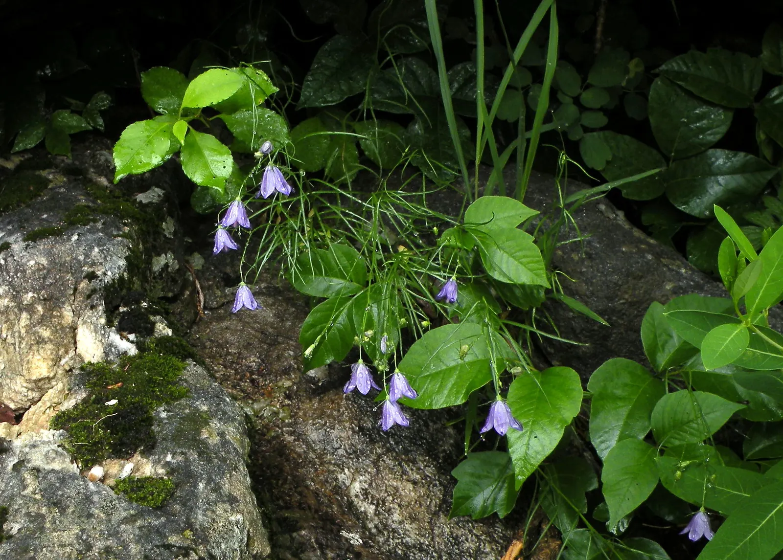 Harebell (Campanula Rotundifolia) — the Harebell is an enchanting addition that will captivate onlookers from season to season