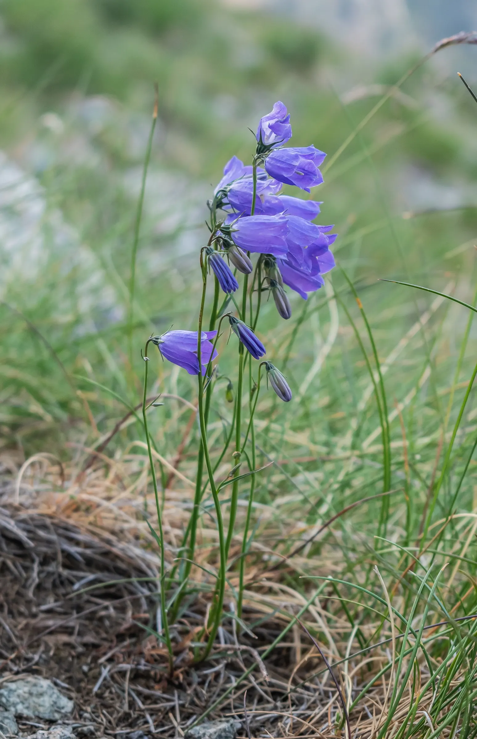 Harebell (Campanula Rotundifolia) — and while it tolerates a range of soil types; is a charming perennial that brings a whimsical touch to any landscape design