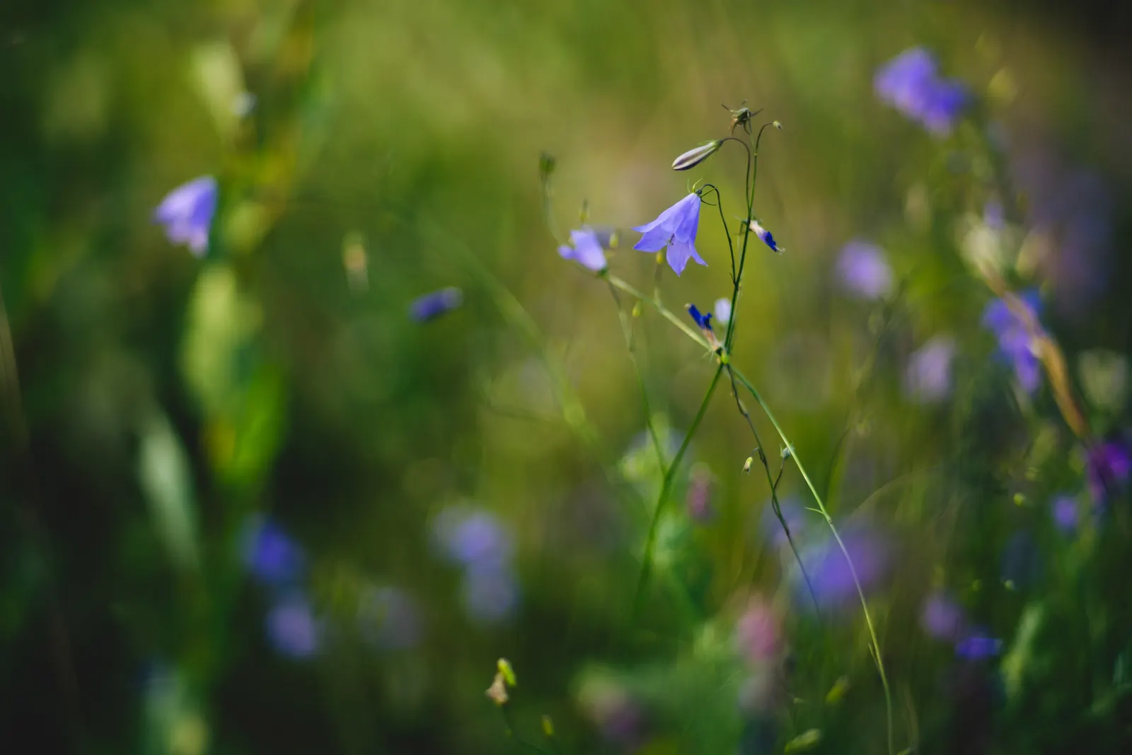 Harebell (Campanula Rotundifolia) — It thrives in USDA zones 3 through 9, preferring full sun to partial shade; with its simple beauty and, image 77
