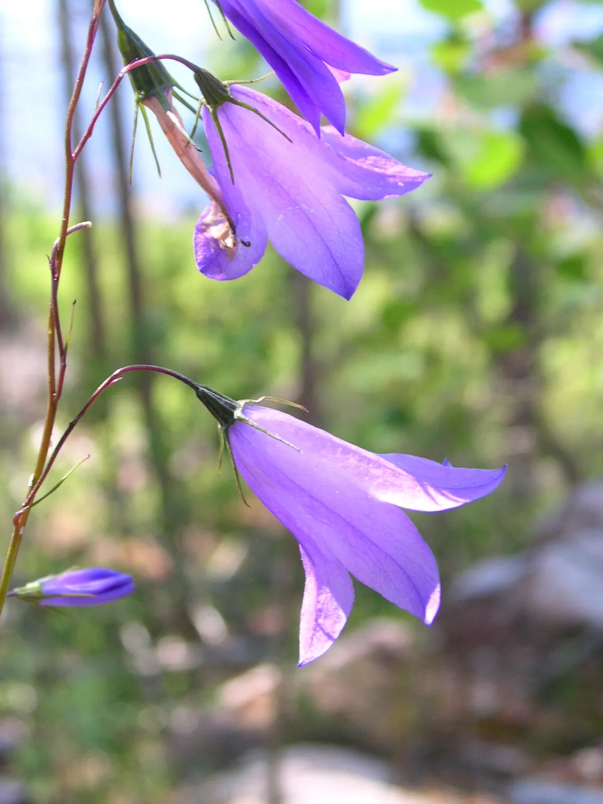 Harebell (Campanula Rotundifolia) — Harebell (Campanula rotundifolia) presents delicate bell-shaped