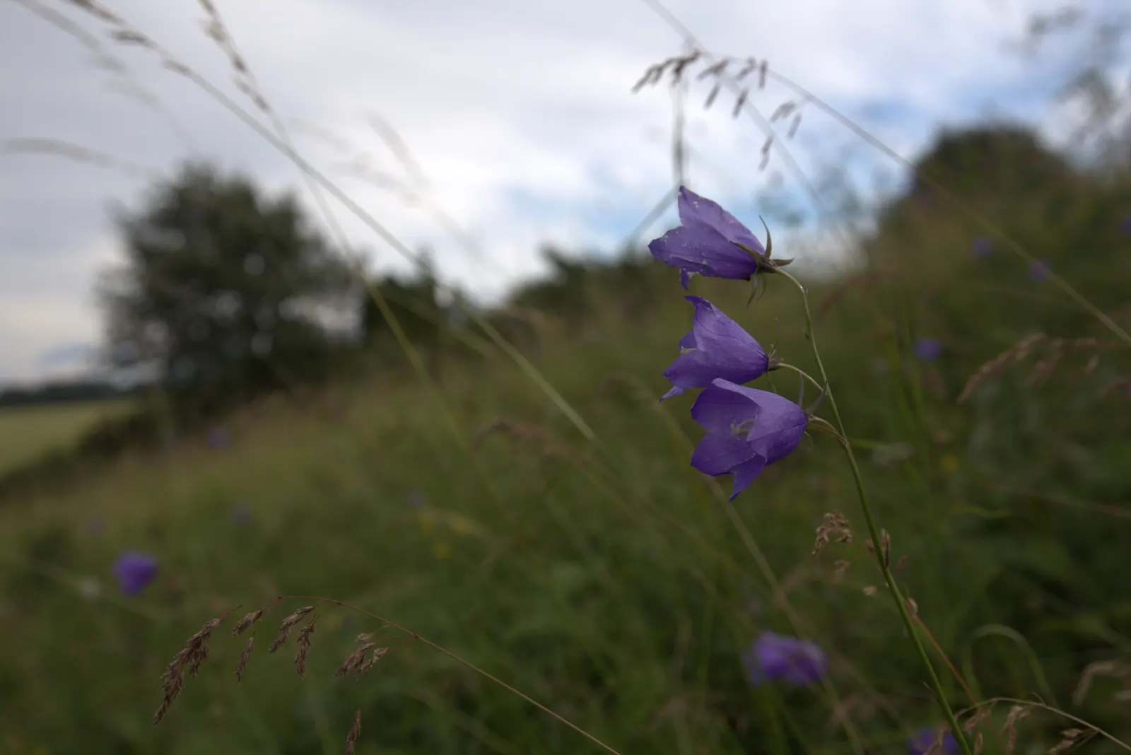 Harebell (Campanula Rotundifolia) — is a charming perennial that brings a whimsical touch to any landscape design; space 12 to 15 inches apart for, image 100