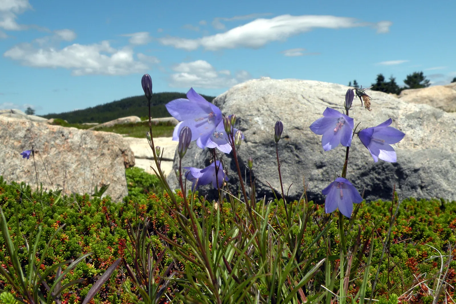 Harebell (Campanula Rotundifolia) — attracting a host of pollinators; space individual plants approximately 12 to 15 inches apart to allow for mature spread