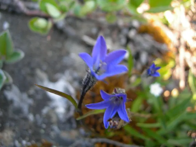 Harebell (Campanula Rotundifolia) — Space individual plants approximately 12 to 15 inches apart to allow for mature spread; linear leaves that, image 84