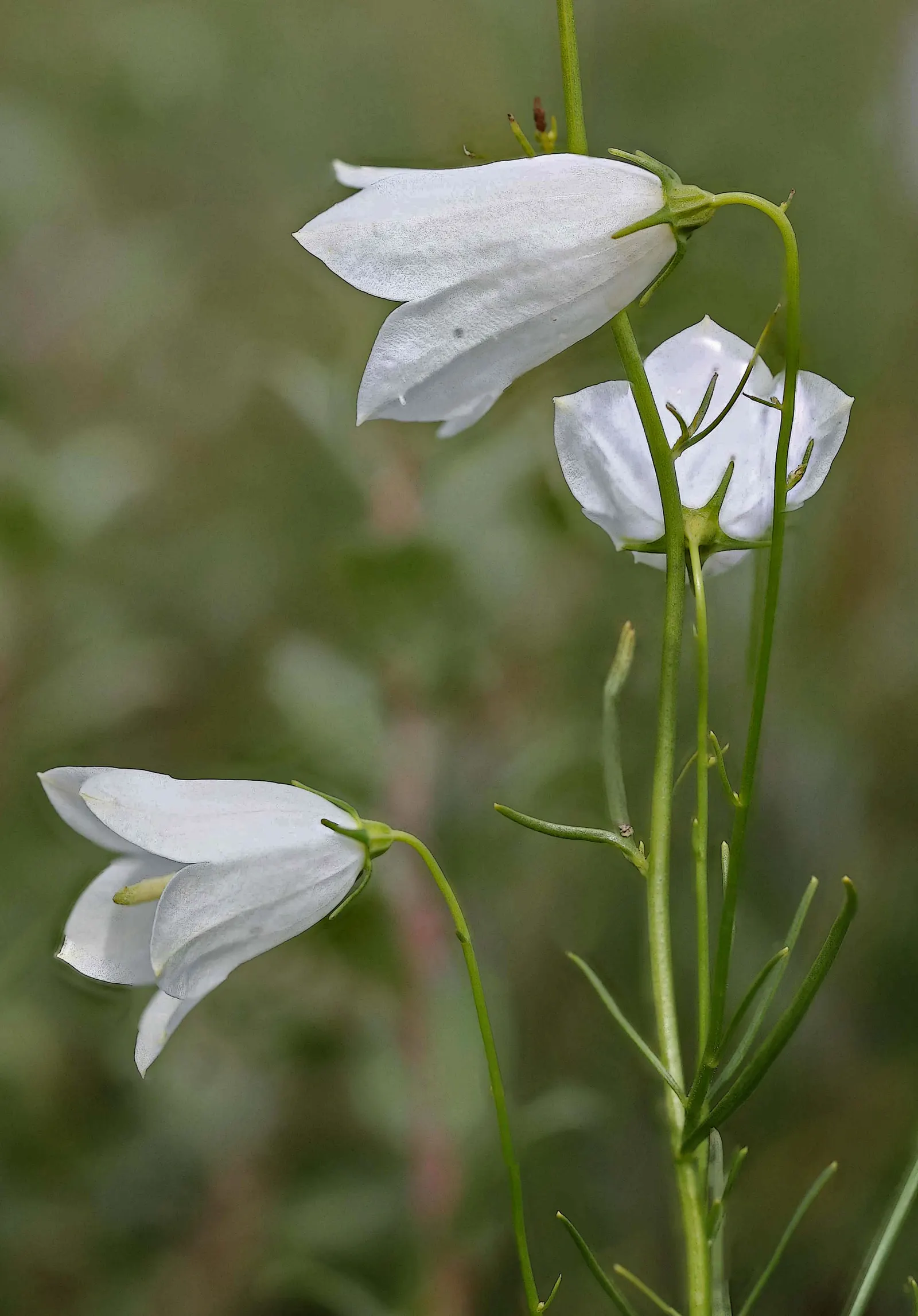 Harebell (Campanula Rotundifolia) — is a charming perennial that brings a whimsical touch to any landscape design; space 12 to 15 inches apart for, image 70