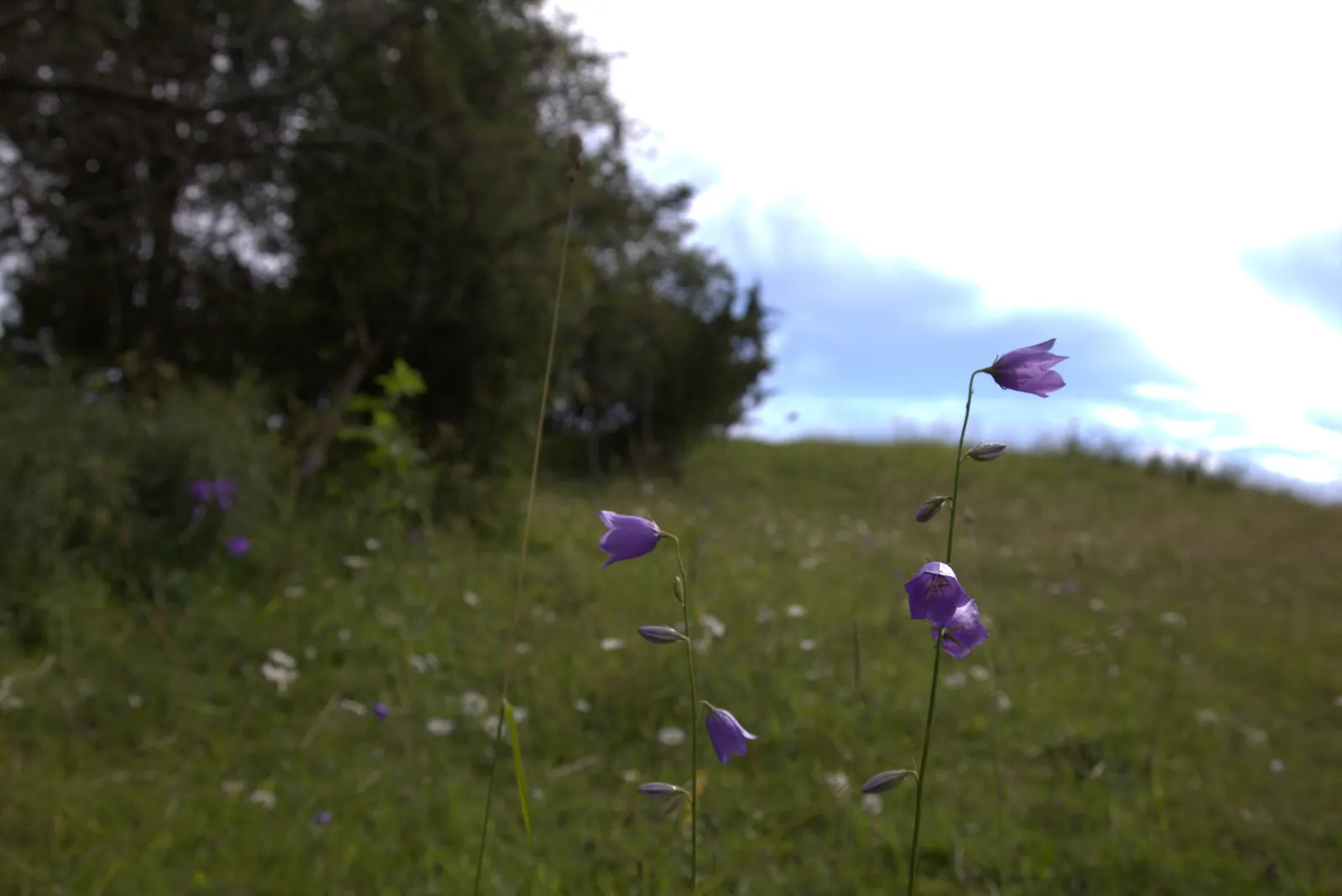 Harebell (Campanula Rotundifolia) — offering a pleasing contrast in form.<br><br>This hardy plant is an excellent choice for naturalistic designs, image 106