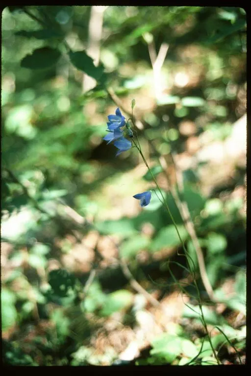 Harebell (Campanula Rotundifolia) — Often referred to as the 'bluebell of Scotland'; the basal leaves of the Harebell are rounded