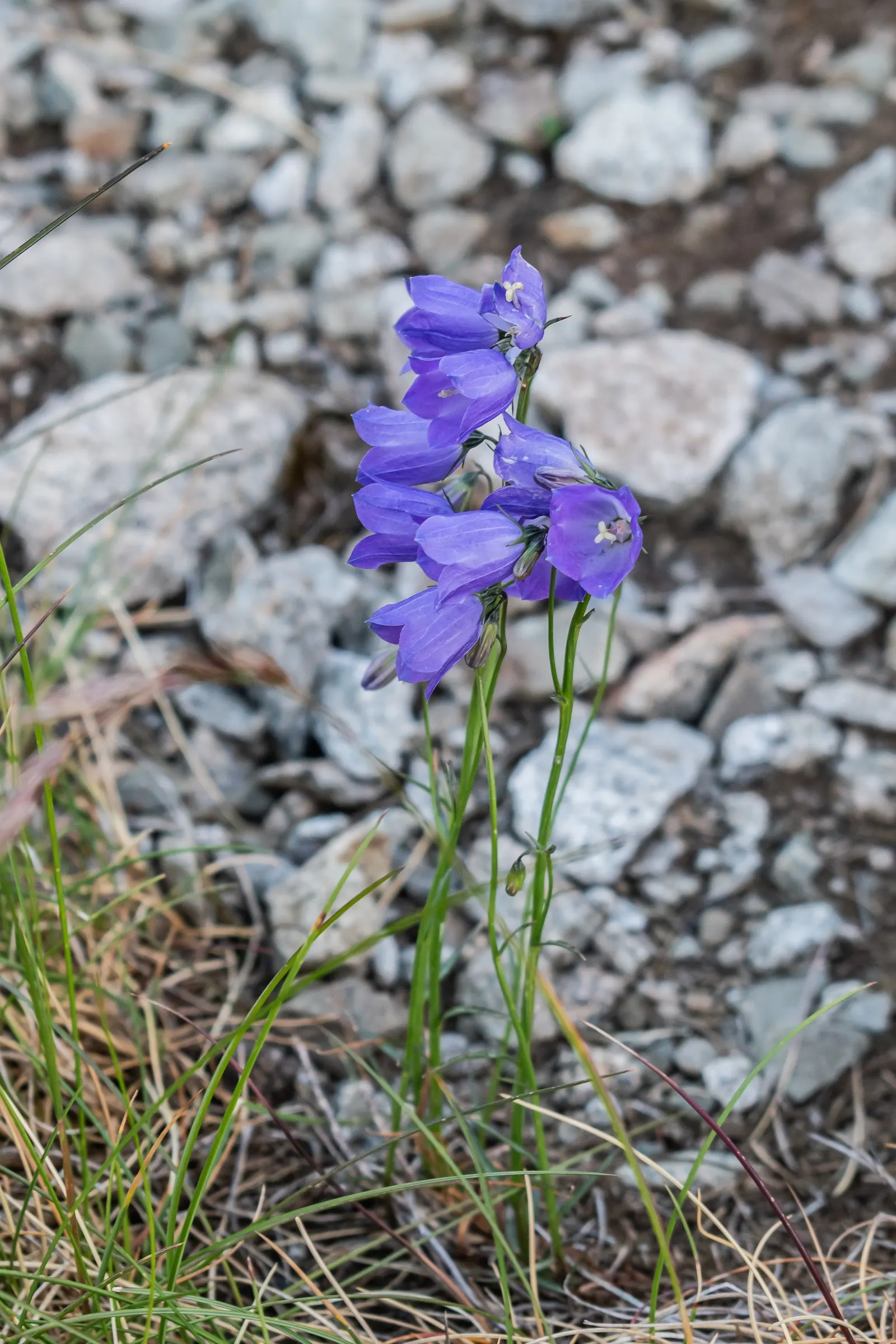 Harebell (Campanula Rotundifolia) — Harebell (Campanula rotundifolia) presents delicate bell-shaped; this hardy perennial flourishes in USDA zones, image 61