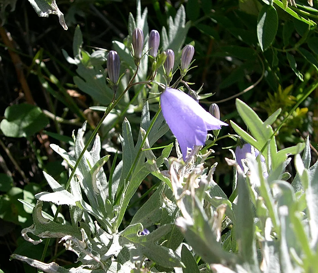 Harebell (Campanula Rotundifolia) — Flowering from June to September; violet-blue flowers atop slender stems reaching 6 to 20 inches tall