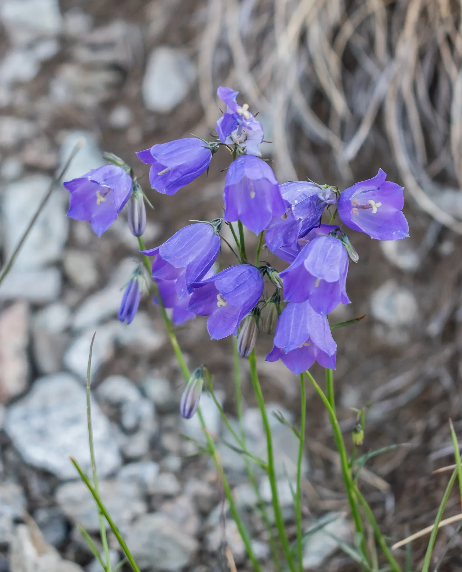 Harebell (Campanula Rotundifolia) — it boasts delicate bell-shaped; attracting a host of pollinators, image 72
