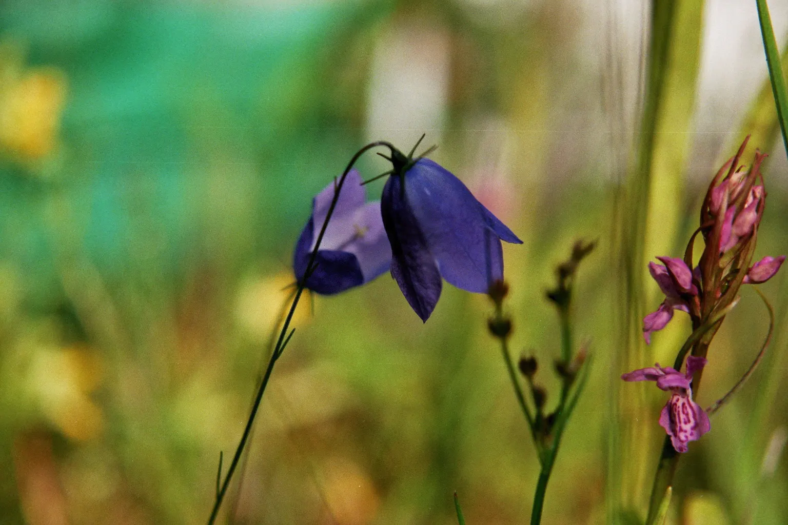 Harebell (Campanula Rotundifolia) — perennial for half; the Harebell is an enchanting addition that will captivate onlookers from season to season, image 90