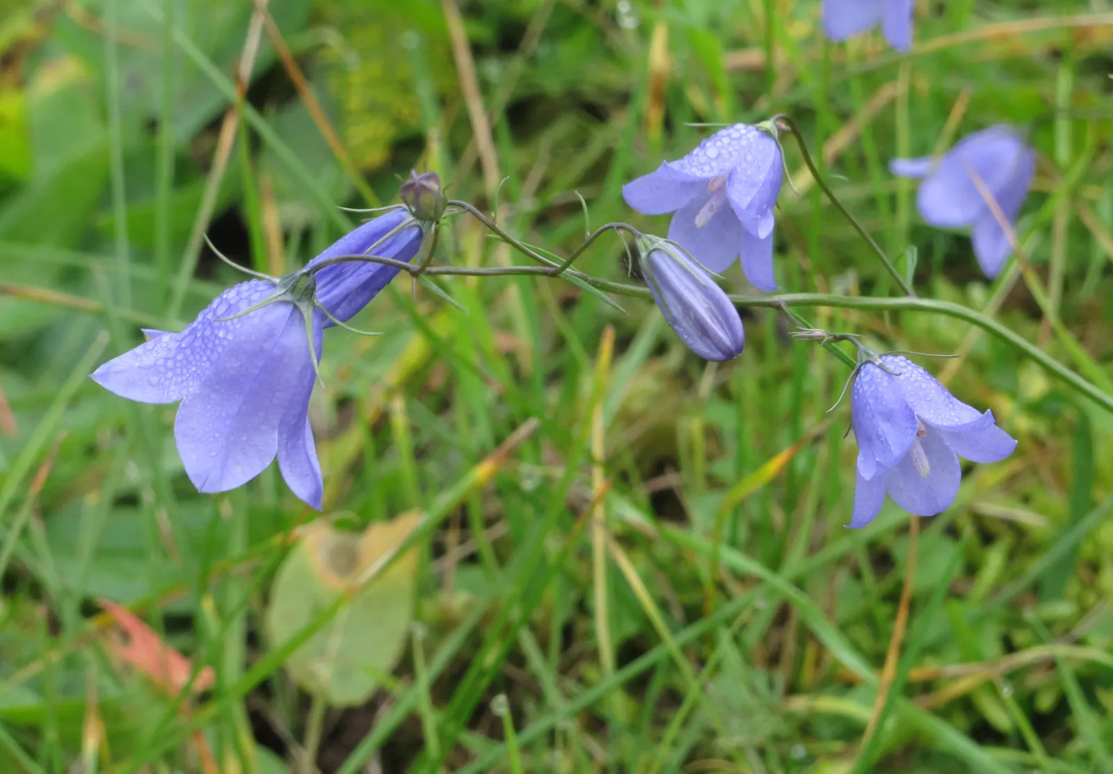Harebell (Campanula Rotundifolia) — ensuring they create a delightful sea of blue in the landscape; consider planting it in clusters or swathes for a