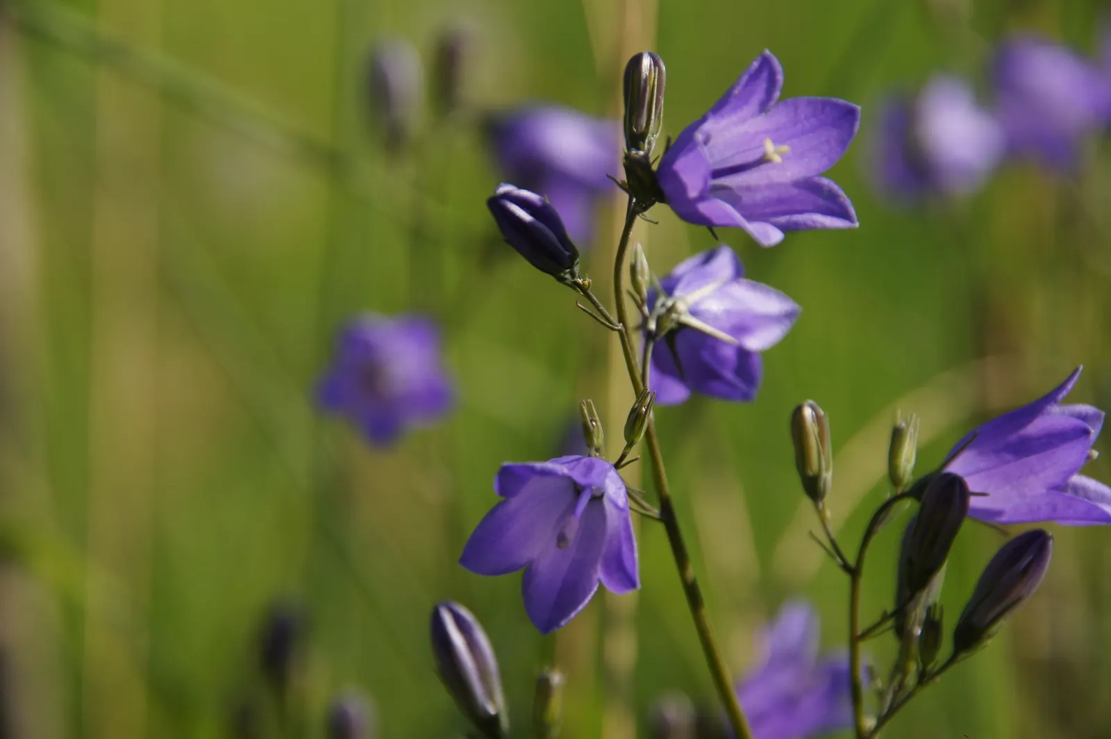 Harebell (Campanula Rotundifolia) — this hardy perennial flourishes in USDA zones 3-8 and enjoys full sun to partial shade; ensuring they create a, image 94