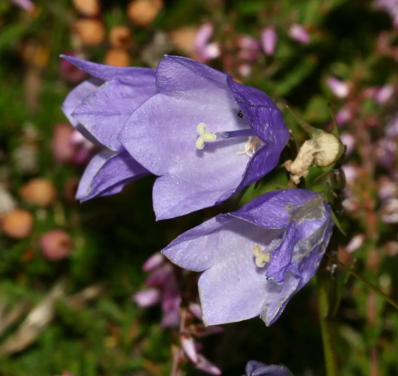 Harebell (Campanula Rotundifolia) — lavender-blue flowers that dangle gracefully atop slender stems reaching heights of about 6 to 18 inches
