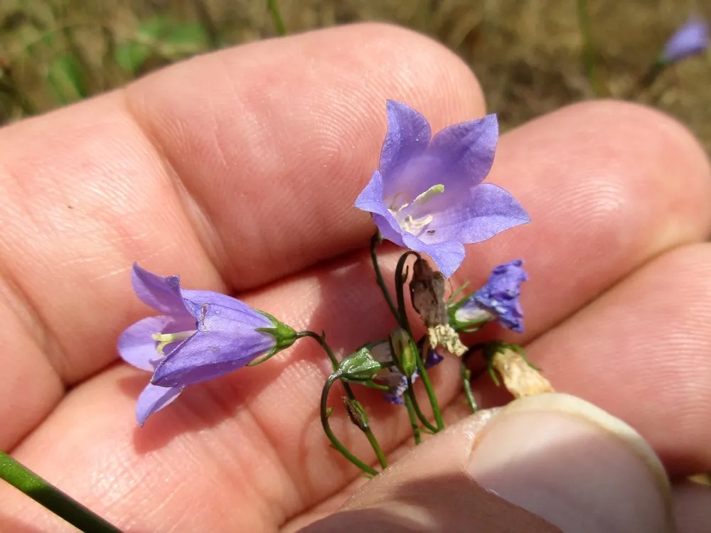 Harebell (Campanula Rotundifolia) — it requires well-drained soil